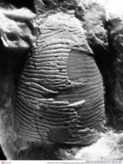Historisches Foto von Mesogalathea striata (Remeš, 1895) (NHMW-AFW-GEO-BACHMAYER-FOTO-1990-0041-0807)
